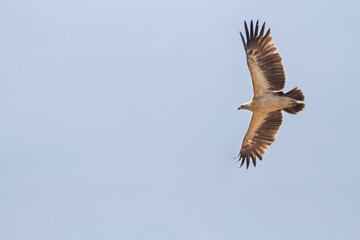 BAstaardarend, Greater Spotted Eagle, Aquila clanga - variation fulvescens