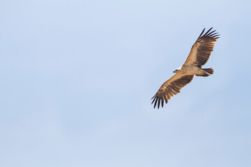 Fototapeta na wymiar BAstaardarend, Greater Spotted Eagle, Aquila clanga - variation fulvescens
