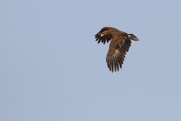 Greater Spotted Eagle; Aquila clanga;