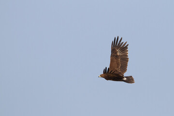 Greater Spotted Eagle; Aquila clanga;