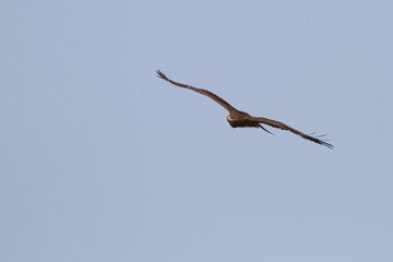 Greater Spotted Eagle; Aquila clanga;