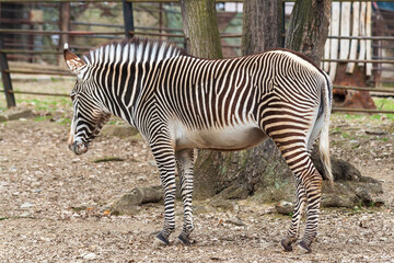 Fototapeta na wymiar A black and white zebra stands in a corral.