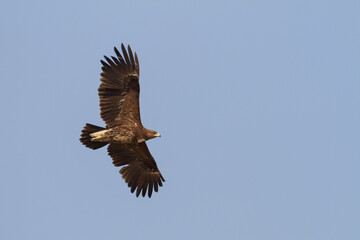 Greater Spotted Eagle; Aquila clanga;