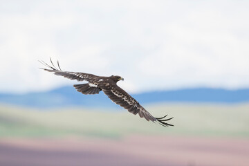 Bastaardarend, Greater Spotted Eagle, Aquila clanga