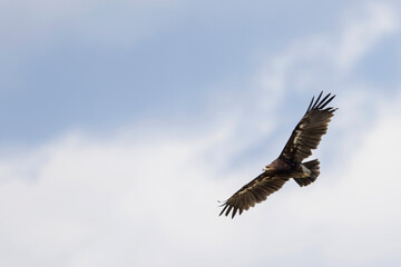 Bastaardarend, Greater Spotted Eagle, Aquila clanga