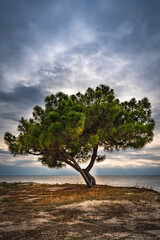 Plakat isolated pine tree at the coastline