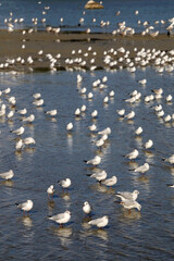 Flock of seagulls on the beach. Selective focus.