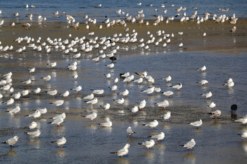 Flock of seagulls on the beach. Selective focus.