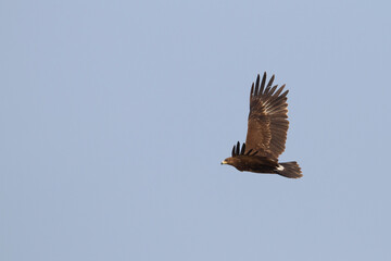 Bastaardarend, Greater Spotted Eagle, Clanga clanga