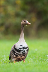 Kolgans, Greater White-fronted Goose, Anser albifrons albifrons