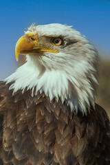 Bald eagle - portrait has a blue background.