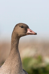 Kolgans, Greater White-fronted Goose, Anser albifrons albifrons