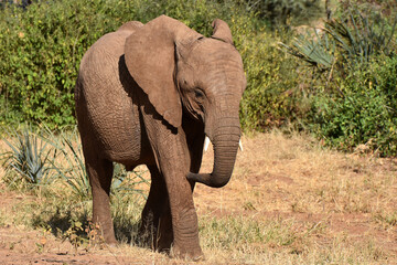 Fototapeta premium African elephant, in Samburu National Reserve, Kenya