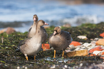Kolgans, Greater White-fronted Goose, Anser albifrons albifrons