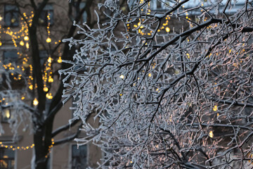 Branches in the snow background of holiday garlands and city lights as a natural background