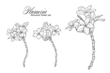 a set of black and white plumery colors. Plumeria. Vector flowers.