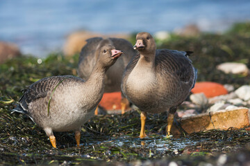 Kolgans, Greater White-fronted Goose, Anser albifrons albifrons