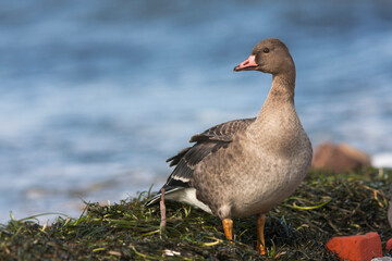 Kolgans, Greater White-fronted Goose, Anser albifrons albifrons