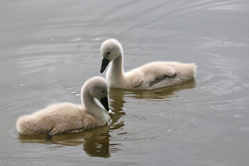 Cygnets swimming on a lake	