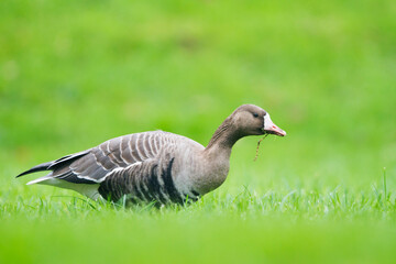 Kolgans, Greater White-fronted Goose, Anser albifrons albifrons