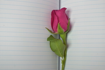Pink rose flower with notepad isolated on a pink background.Top view.
Romantic and Valentine concept