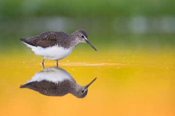 Witgatje, Green Sandpiper, Tringa ochrupos