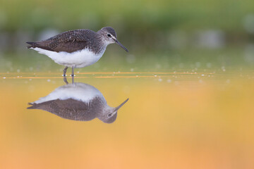 Witgatje, Green Sandpiper, Tringa ochrupos