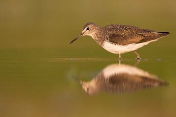 Witgatje, Green Sandpiper, Tringa ochrupos