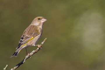 Groenling, European Greenfinch, Carduelis chloris chloris