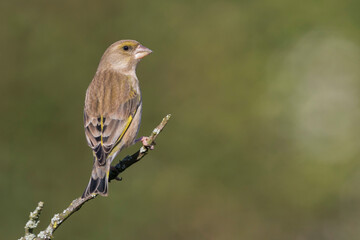 Groenling, European Greenfinch, Carduelis chloris chloris