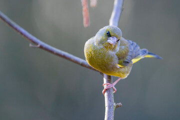 Groenling, European Greenfinch, Carduelis chloris chloris