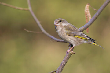 Groenling, European Greenfinch, Carduelis chloris chloris