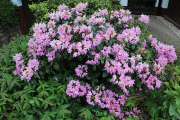 Fototapeta na wymiar Rhododendron bush in spring, Germany