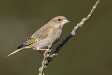 Groenling, European Greenfinch, Carduelis chloris chloris