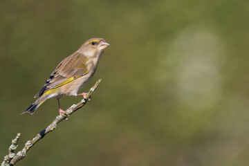 Groenling, European Greenfinch, Carduelis chloris chloris