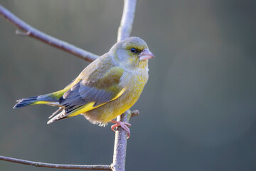 Groenling, European Greenfinch, Carduelis chloris chloris
