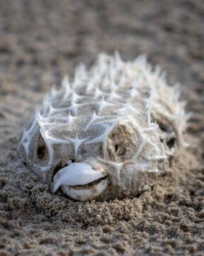 Balne&aacute;rio Gaivota, Santa Catarina, Brazil, January 2021. Baiacu with its white spines, dead after stranding by the beach.