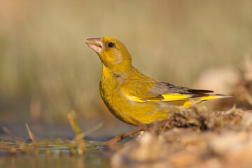 Greenfinch, Groenling, Carduelis chloris ssp. aurantiiventris