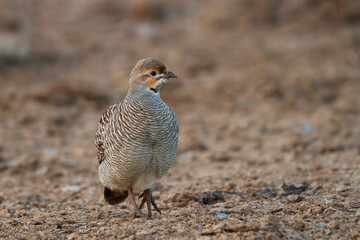 Grey Francolin, Francolinus pondicerianus mecranensis