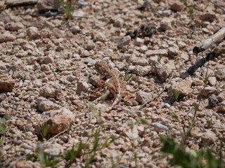 Two gray-brown agams on the ground during mating. Lizards in the desert on a sunny summer day.