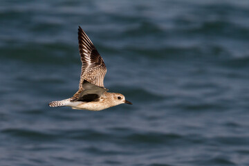 Zilverplevier, Grey Plover, Pluvialis squatarola