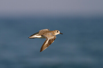 Zilverplevier, Grey Plover, Pluvialis squatarola