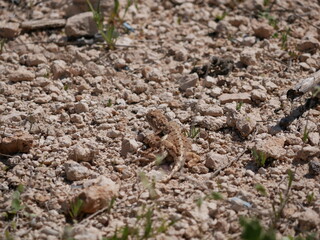 Two gray-brown agams on the ground during mating. Lizards in the desert on a sunny summer day.