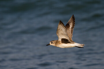 Zilverplevier, Grey Plover, Pluvialis squatarola