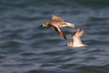 Zilverplevier, Grey Plover, Pluvialis squatarola