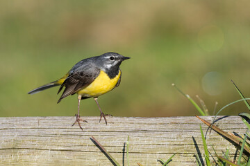 Grote Gele Kwikstaart, Grey Wagtail, Motacilla cinerea