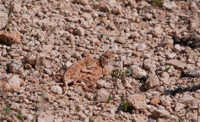 Two gray-brown agams on the ground during mating. Lizards in the desert on a sunny summer day.