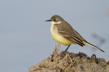 Noordse Gele Kwikstaart, Grey-headed Wagtail, Motacilla thunbergi