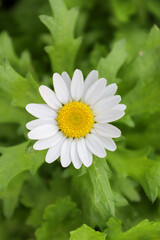 daisy in the garden