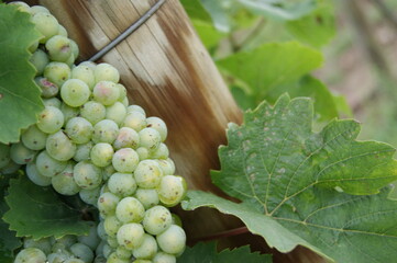 grapes on vine
